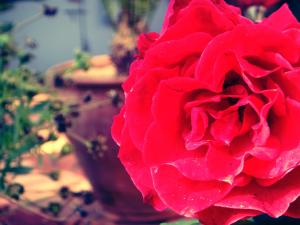 Flowers & Roses.. ' yesterday when i was young '