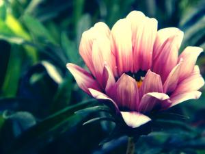 Flowers & Roses.. 'Hope'