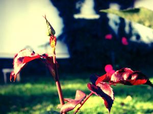 Flowers & Roses.. 'Rennaissance'