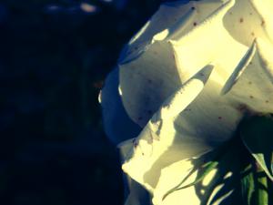 Flowers & Roses.. 'Please.. Talk To Me!'