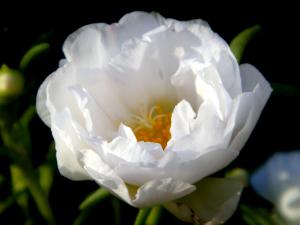 Flowers & Roses.. 'Secrets'