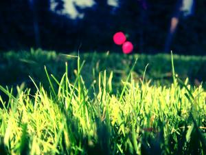 Flowers & Roses.. 'Twins'