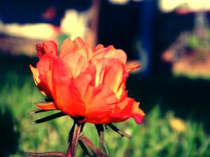 Flowers & Roses.. ' Fire is Burning'