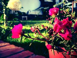 Flowers & Roses.. 'i'm leaving..'