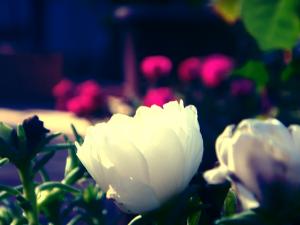 Flowers & Roses.. 'Wanna be different'