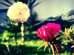 Flowers & Roses.. 'Friends Forever'