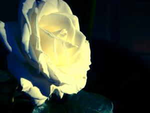 Flowers & Roses.. 'oh..'