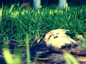 Dead Lady in My Garden..