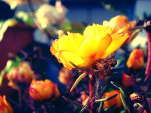 Flowers & Roses.. 'still fighting'