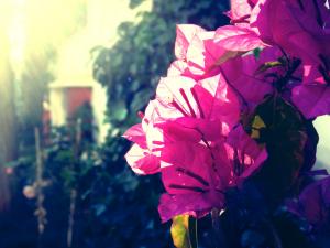 Flowers & Roses.. 'Together, we reach the sun'