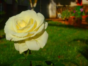 Flowers & Roses.. 'Lonely'