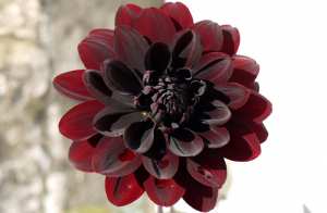 Les 10 plus belles fleurs noires du jardin -06 Le dahlia