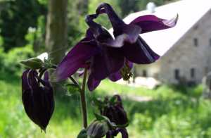 Les 10 plus belles fleurs noires du jardin -08 L’ancolie