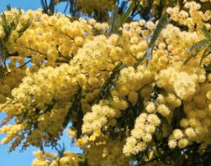 L’acacia (mimosa)