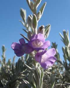 L’eremophila
