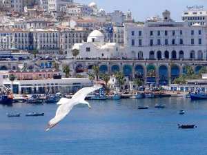 alger et la mouette