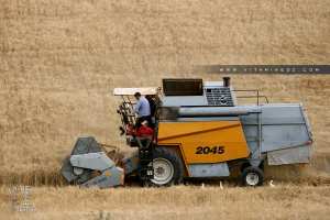 Saison des moissons à Ain Youcef (Tlemcen)