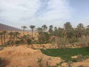 Biskra palms