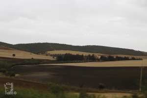 Ferme coloniale et champs de blé à la commune de Sidi Yacoub (SBA)