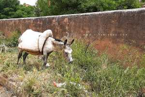 L′âne en Algérie est un compagnon de travail,