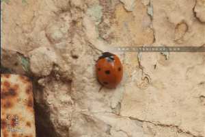 Une coccinelle dans mon jardin :)