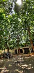 Saloon Pizzeria & Lounge belle terrasse sous les platanes de Tlemcen