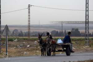 L'âne tractant une charette