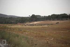 Forêt de Bouhriz (Commune de Amarnas)