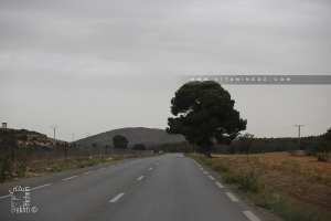 Sidi Bel Abbès : 90 hectares pour la création de forêts récréatives