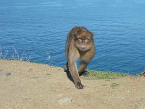 Macaque berbère