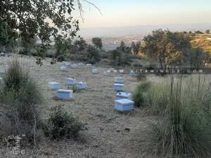 Apiculteurs installant leurs ruches à la fôret de Zarifet