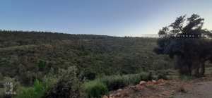 Fôret de Zaarifet (Chêne liège et biodiversité )