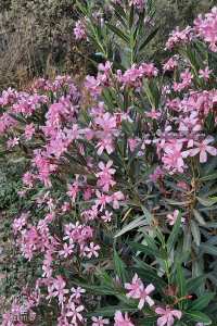 Laurier rose sauvage à la forêt de Tlemcen