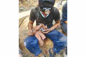 Ath Douala (Tizi Ouzou) - ARRÊT SUR IMAGE: Vu à Taguemount Azzouz  Un pigeon ramier sauvé des flammes