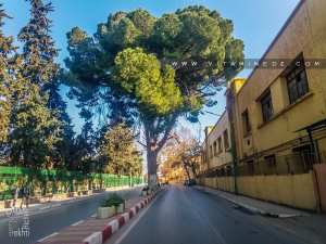 Tlemcen, un pin centenaire au beau milieu du Boulevard des 24 m