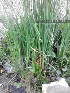 Roseaux sauvages des marais