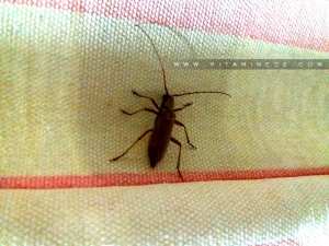 Insecte bizarre qui connait son nom?