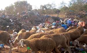 ARRÊT SUR IMAGE - Vu à Belgaïd (Bir El Djir/Oran): Un troupeau de moutons se nourrissant dans une décharge