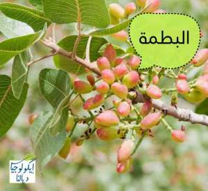 الفستق_الأطلسي