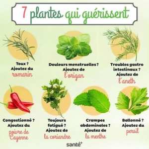 7 plantes qui soignent nos maux !