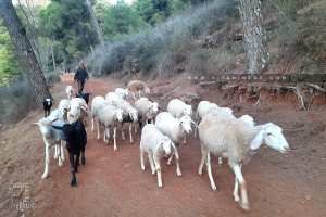 Petit troupeau de mouton et chèvres à la forêt de Tlemcen