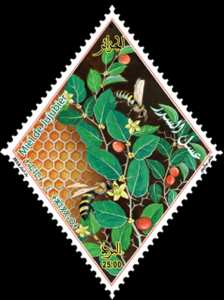 Miel de jujubier (Sidr)