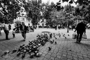 Les pigeons de la place d'Alger (Emir Abdel Kader) de Tlemcen