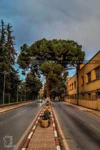 Arbre pin d'Alep, resté fier au beau milieu du Bd des 24 mètres à Tlemcen