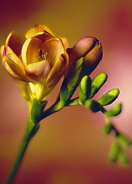 Fleur d’été le Freesia