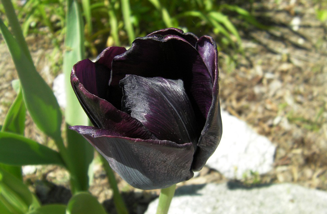 Les 10 plus belles fleurs noires du jardin -01 La tulipe noire