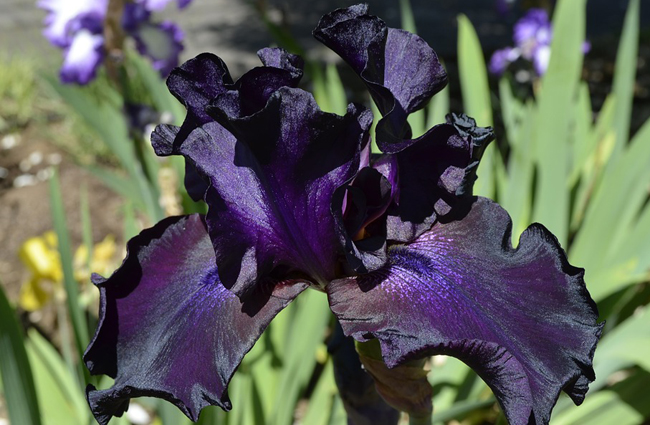 Les 10 plus belles fleurs noires du jardin -01 L’iris noir