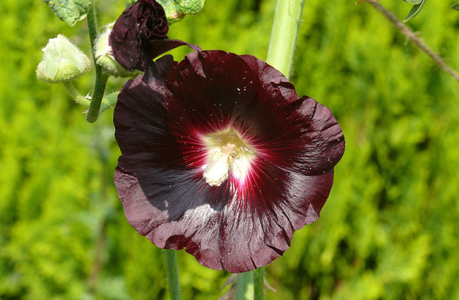 Les 10 plus belles fleurs noires du jardin -03 La rose trémière