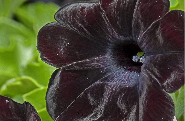 Les 10 plus belles fleurs noires du jardin -04 Le pétunia