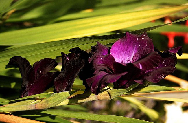 Les 10 plus belles fleurs noires du jardin -05Le glaïeul